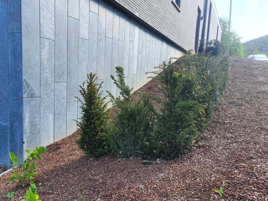 Soubassement  – Grès Schisteux adouci